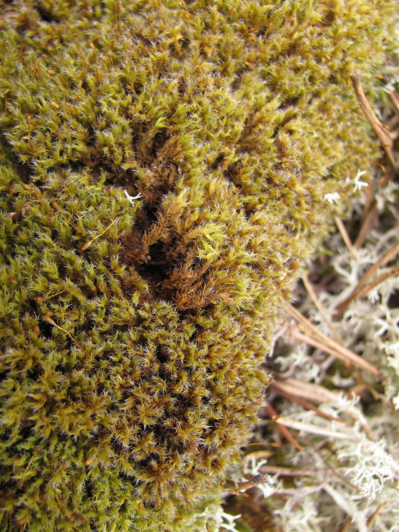 Racomitrium Moss photo 8