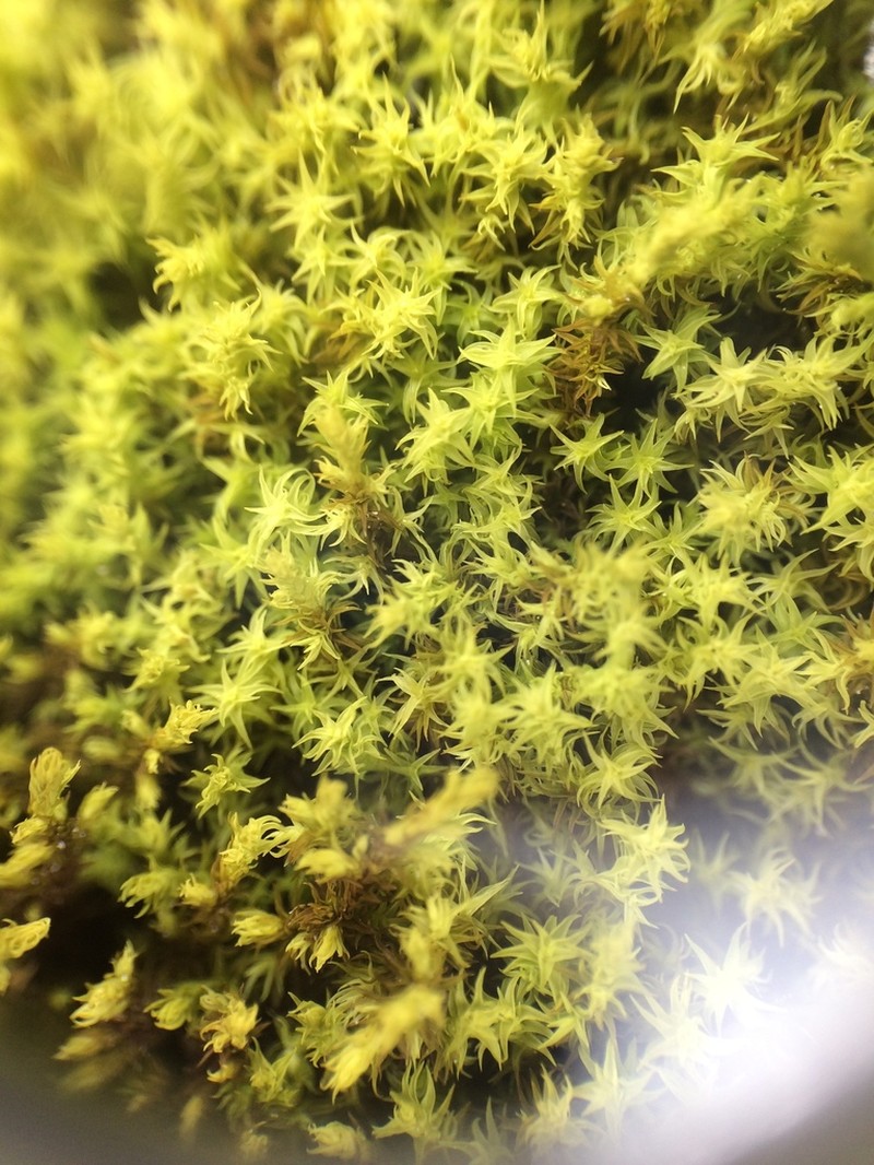 Racomitrium Moss