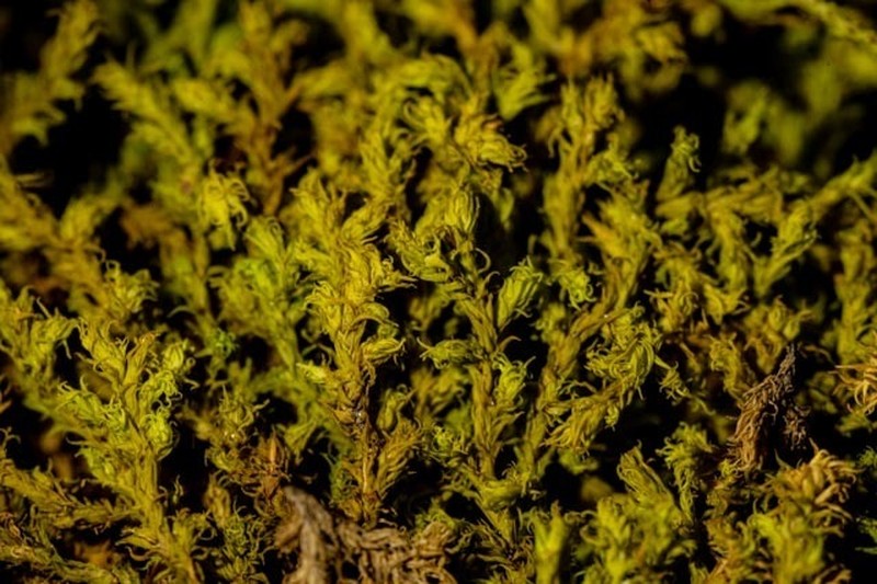 Racomitrium Moss photo 2