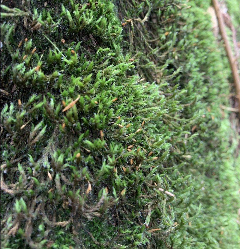 Western Racomitrium Moss
