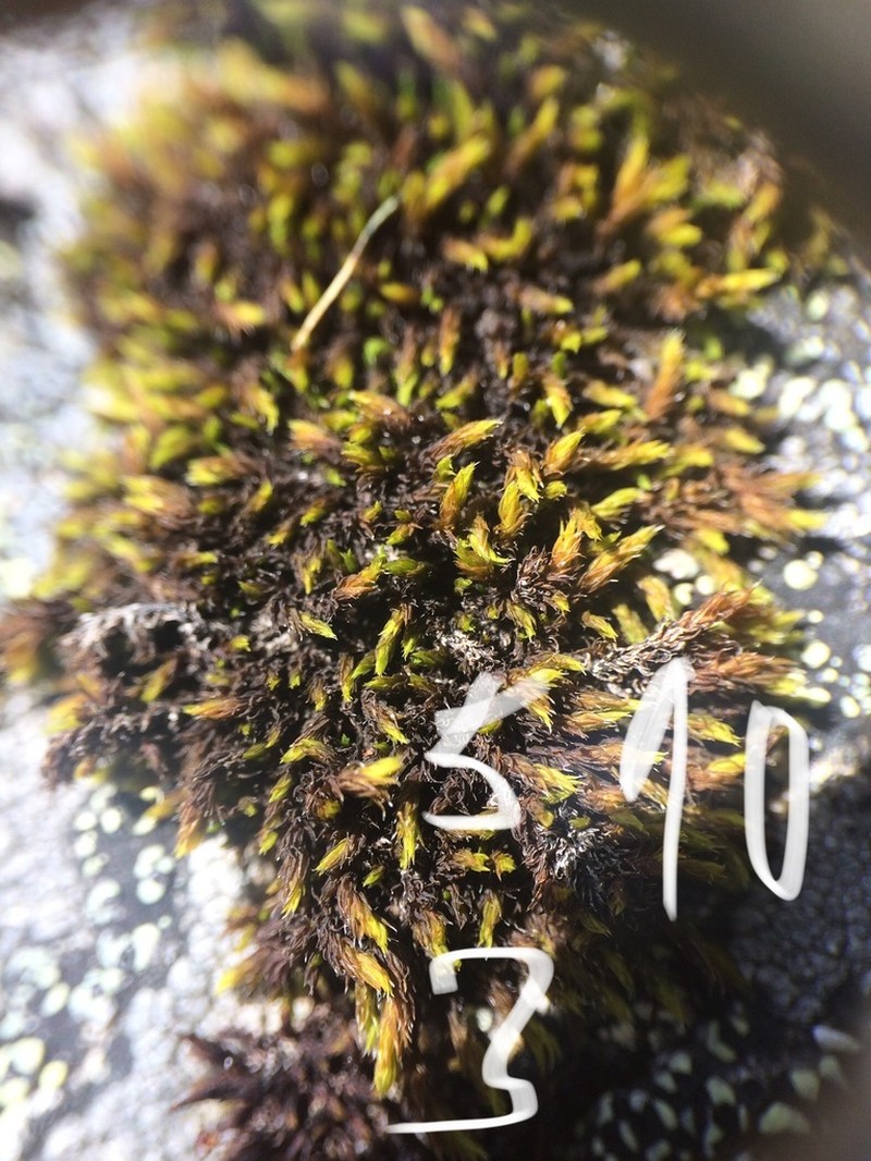 Western Racomitrium Moss photo 2