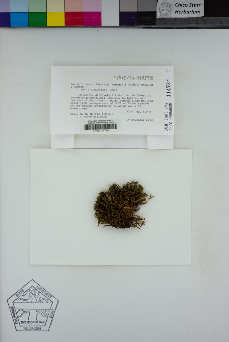 Western Racomitrium Moss photo 7