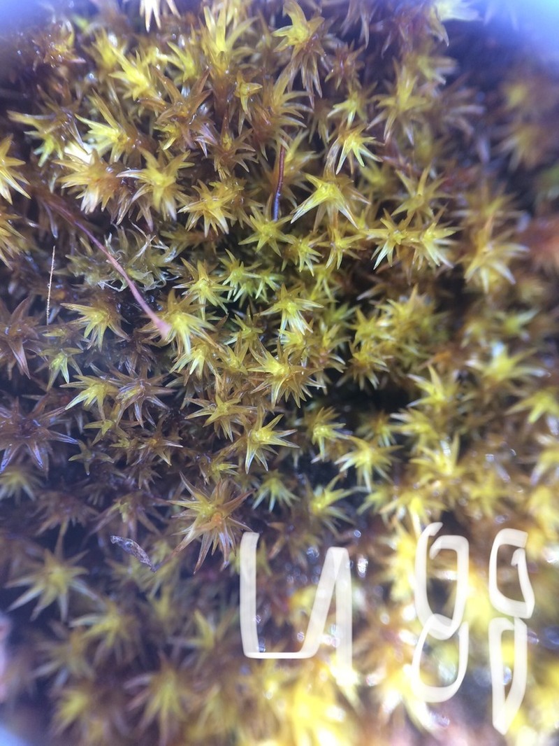 Pacific Racomitrium Moss