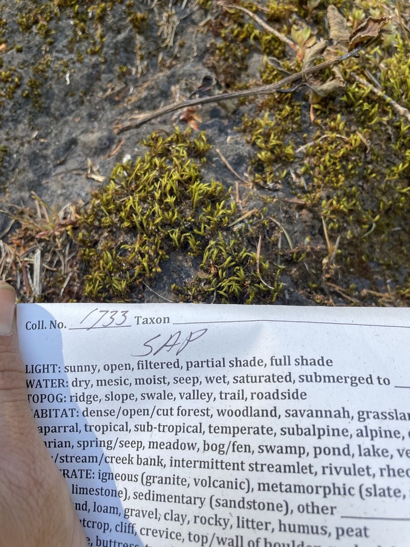 Pacific Racomitrium Moss photo 2