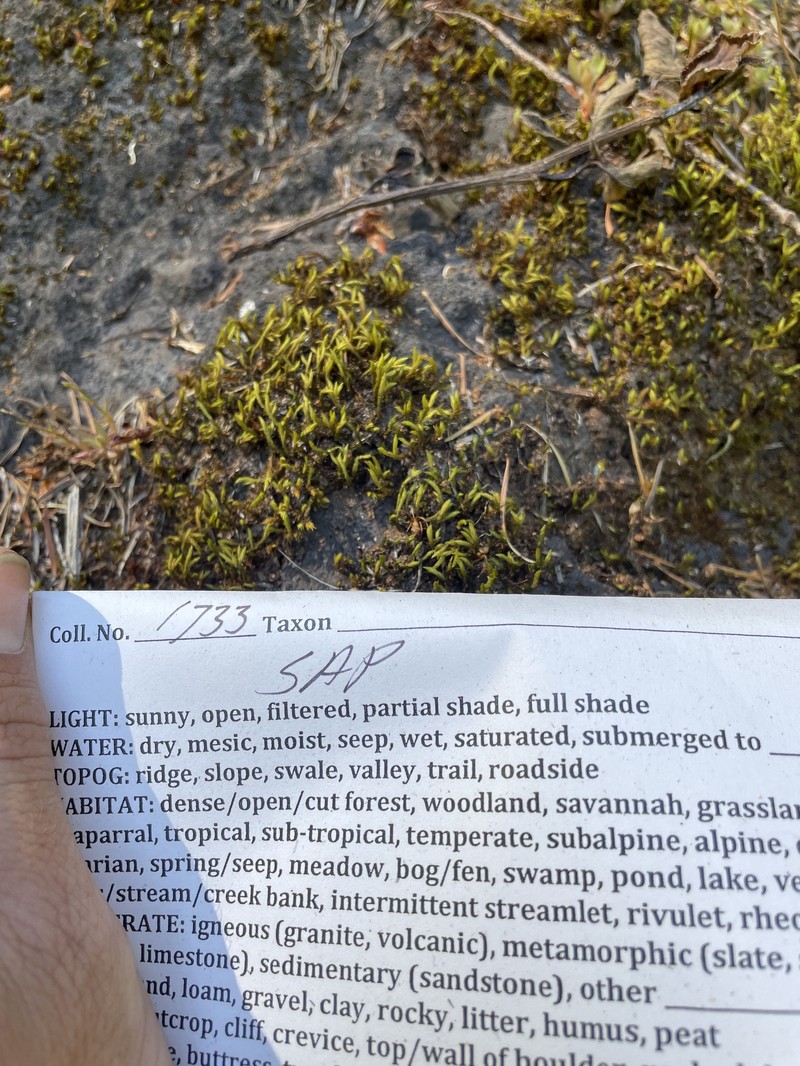 Pacific Racomitrium Moss photo 3