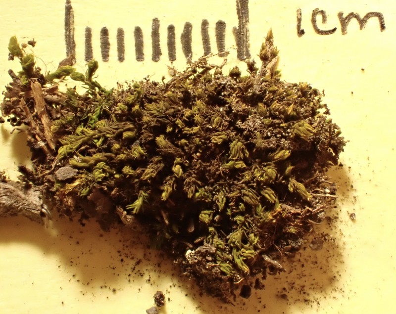 Pygmy Racomitrium Moss