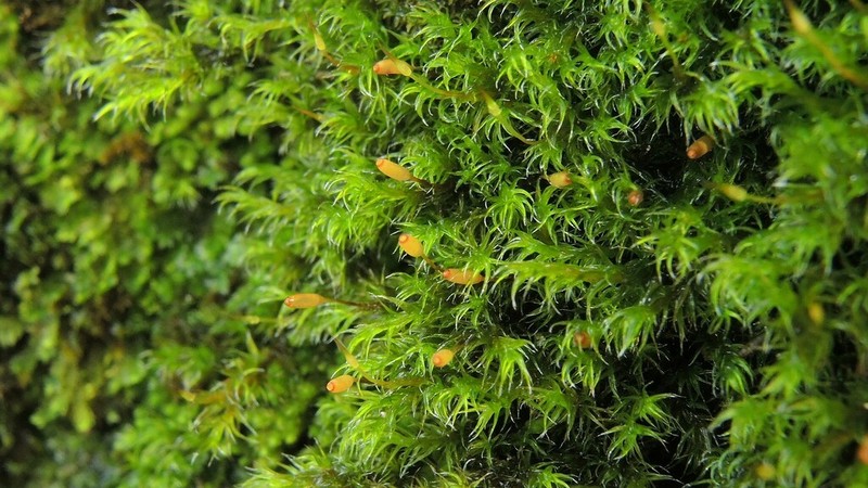 Racomitrium Moss