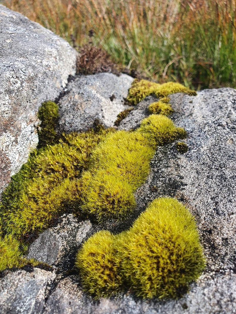 Racomitrium Moss photo 2