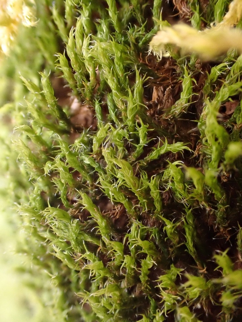 Racomitrium Moss photo 3