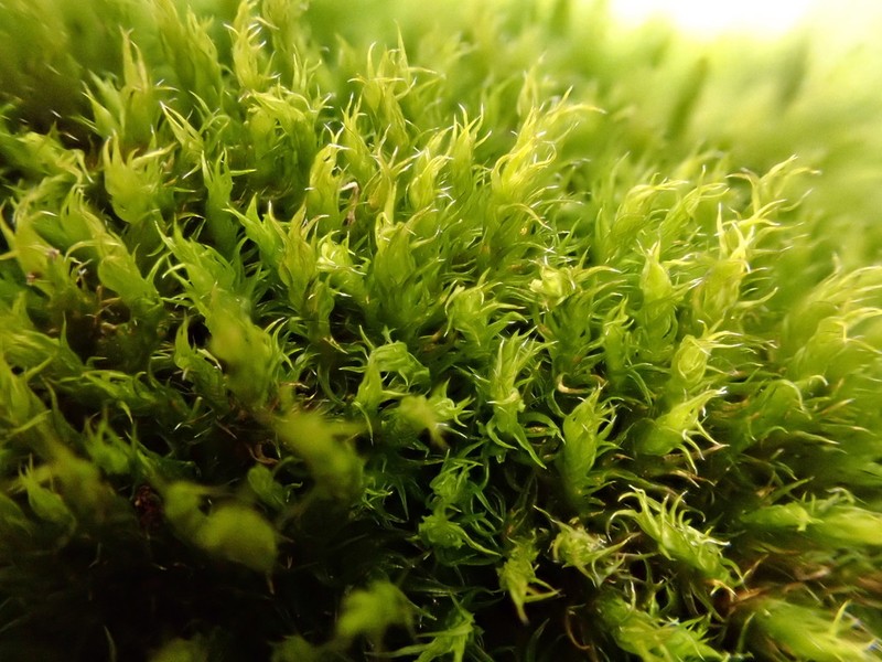 Racomitrium Moss photo 4
