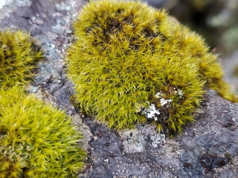 Racomitrium Moss photo 5