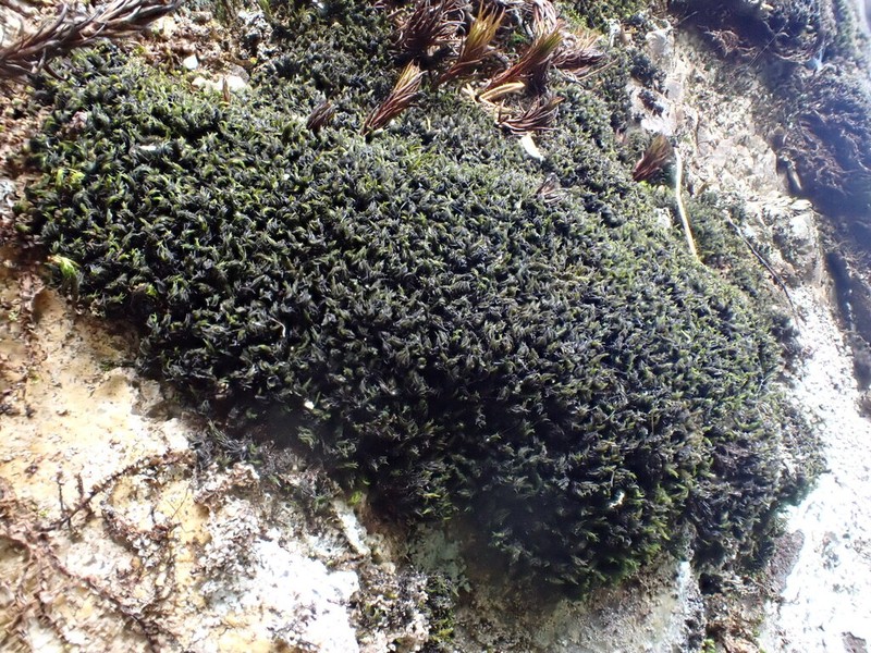Racomitrium Moss photo 6