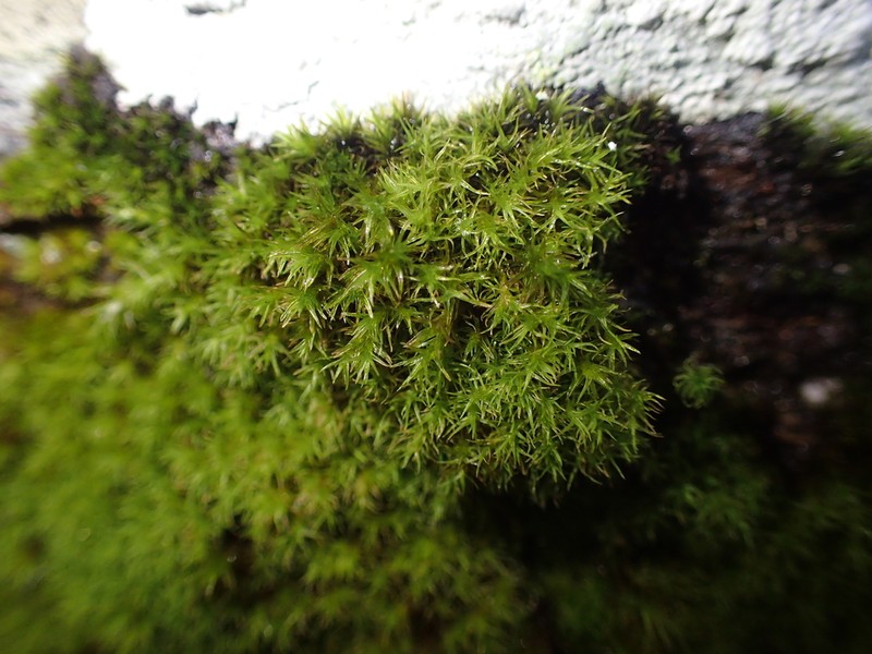 Racomitrium Moss photo 7