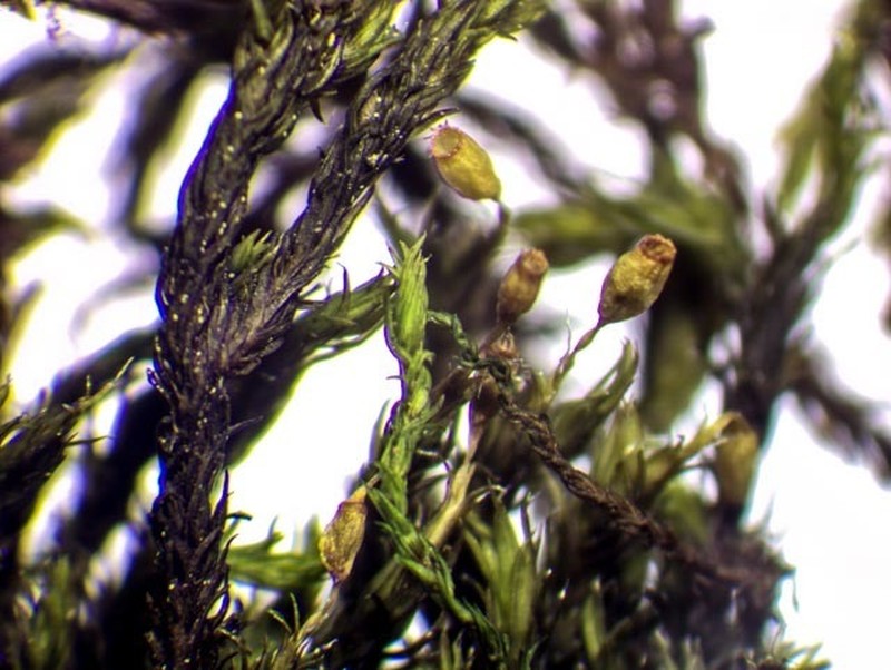 Racomitrium Moss photo 8