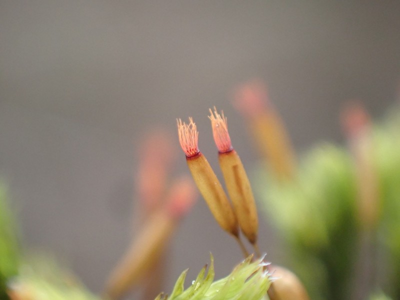 Racomitrium Moss