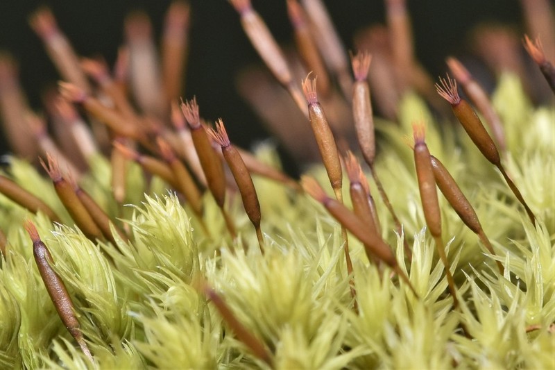 Racomitrium Moss photo 2