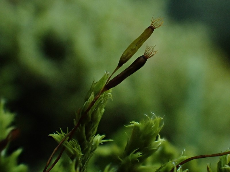 Racomitrium Moss photo 3