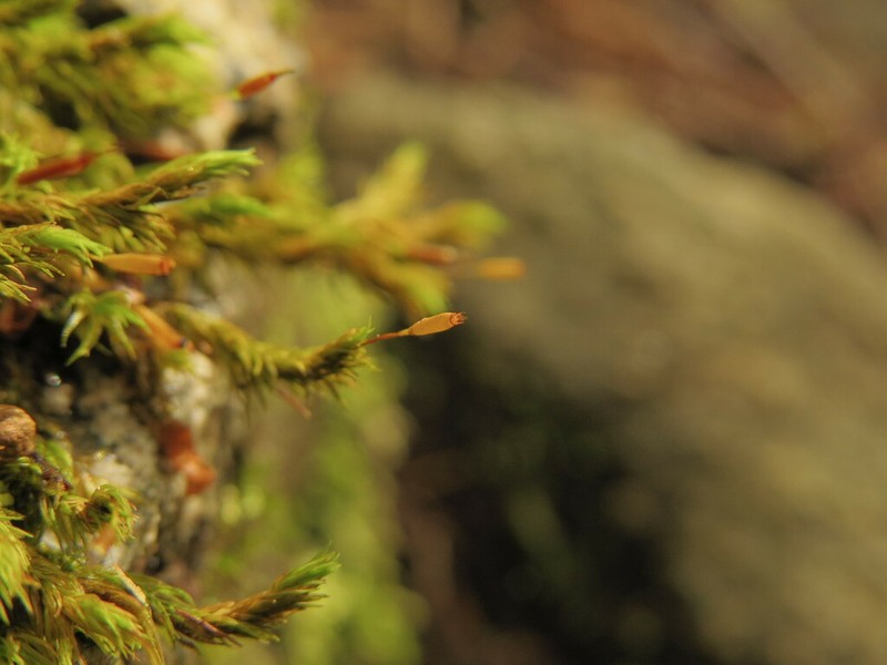 Racomitrium Moss photo 4