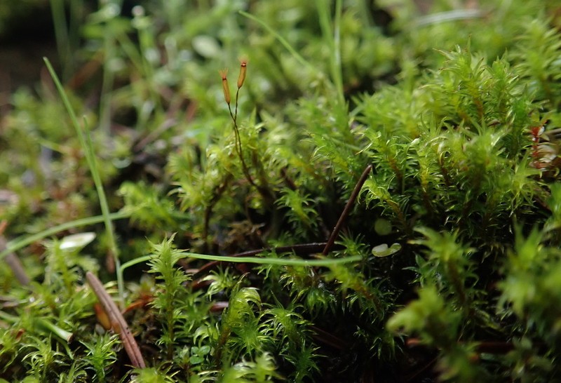 Racomitrium Moss photo 5
