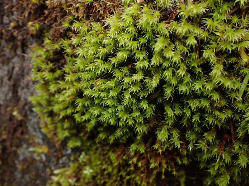 Racomitrium Moss photo 7