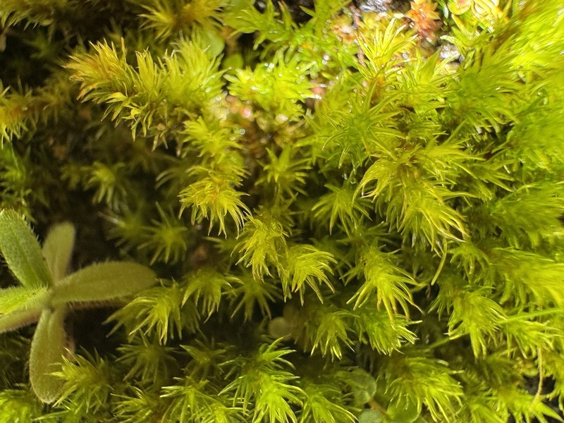 Racomitrium Moss photo 8