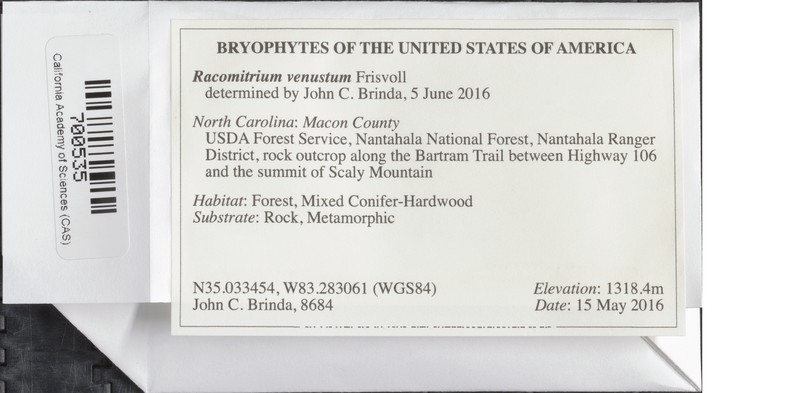 Racomitrium Moss