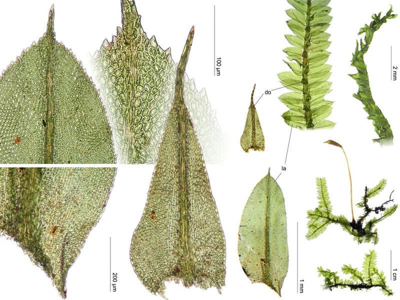 Racopilum Moss