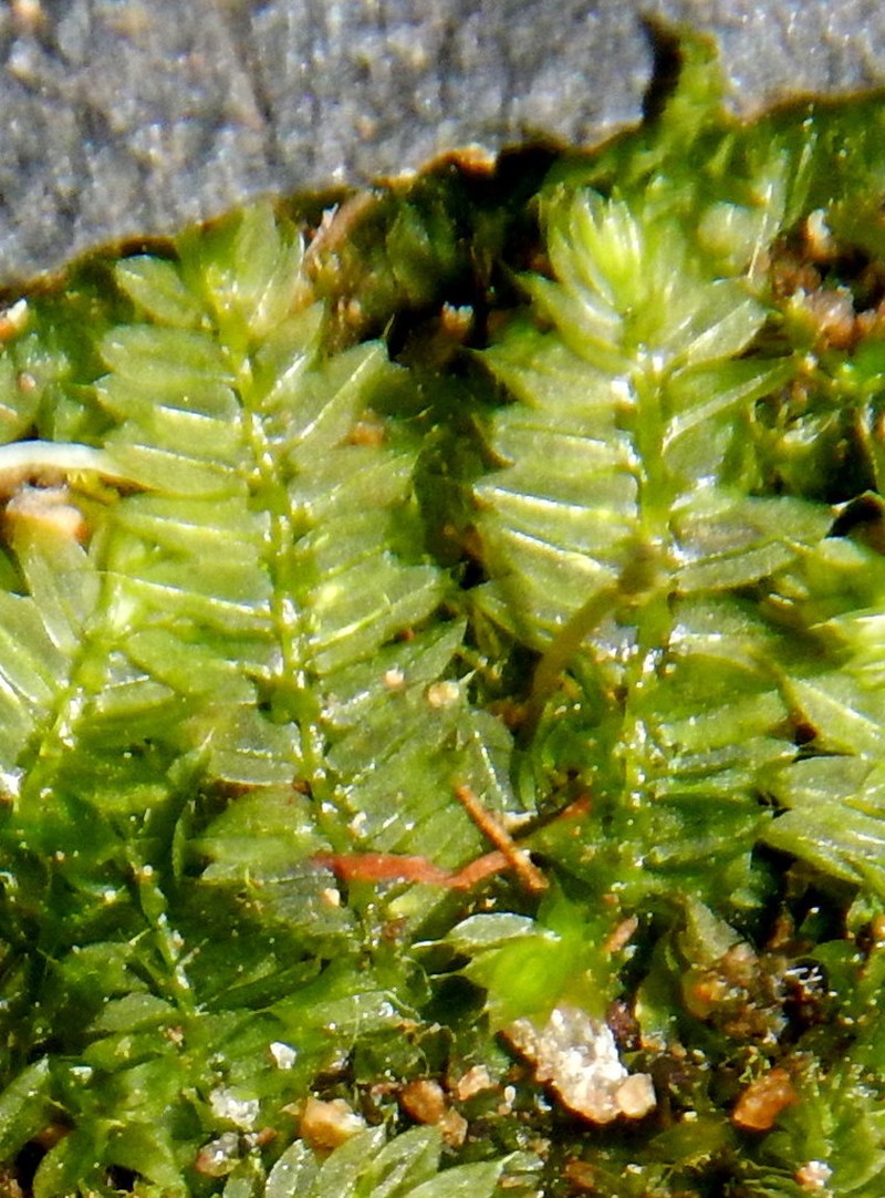 Racopilum Moss photo 2