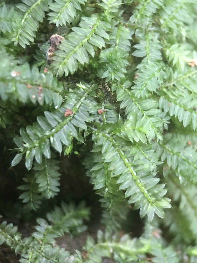 Racopilum Moss photo 3