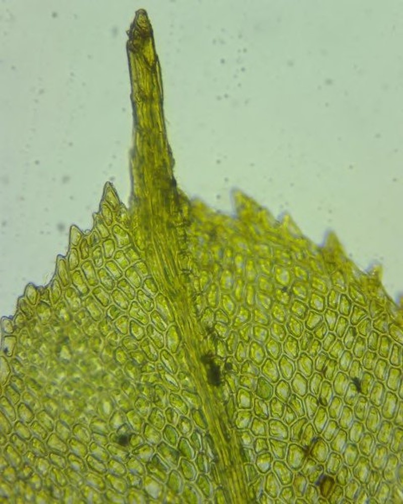 Racopilum Moss photo 5