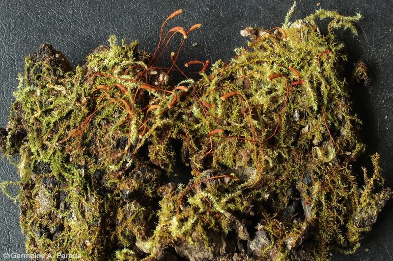 Racopilum Moss photo 6