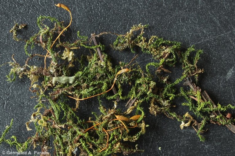 Racopilum Moss photo 7