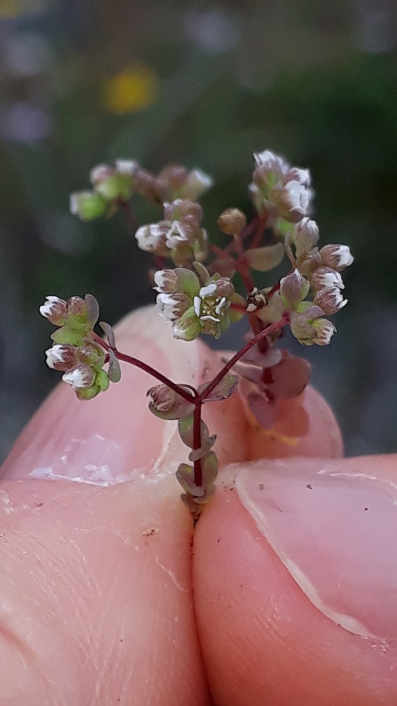 Allseed photo 3