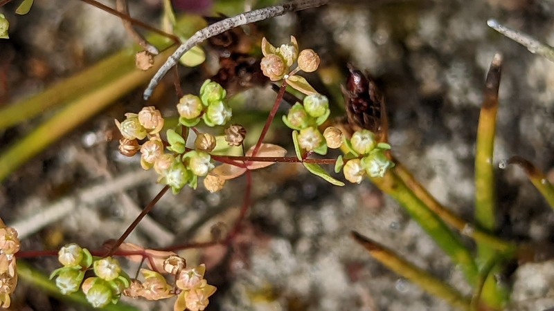 Allseed photo 4