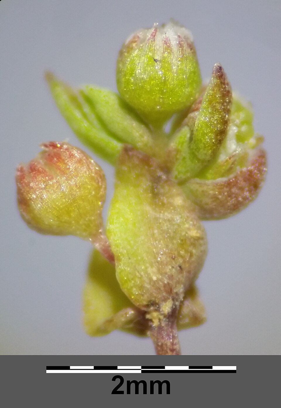 Allseed photo 5