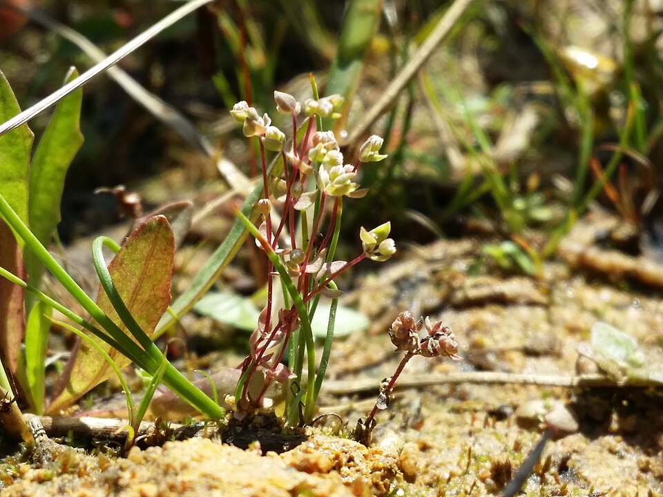 Allseed photo 6