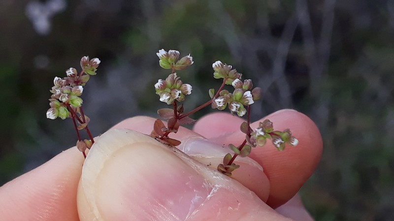 Allseed photo 2