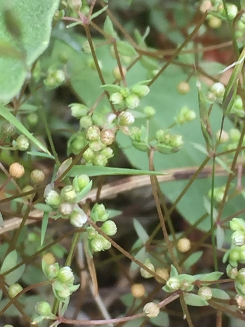 Allseed photo 7