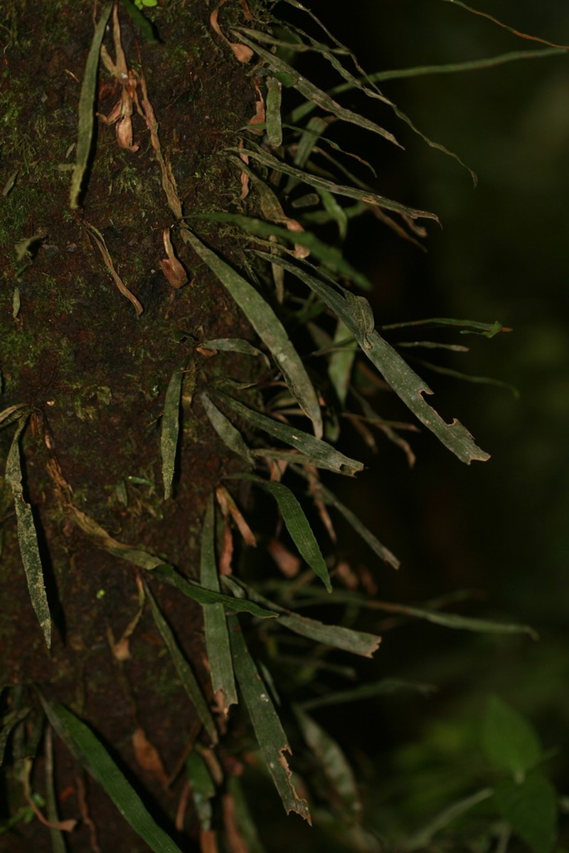 Purplestem Shoestring Fern