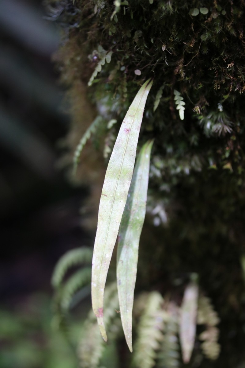 Purplestem Shoestring Fern photo 2