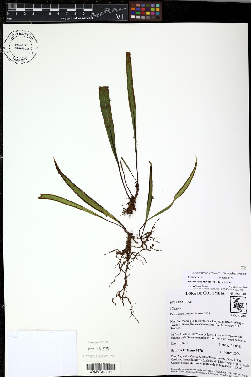 Purplestem Shoestring Fern photo 4