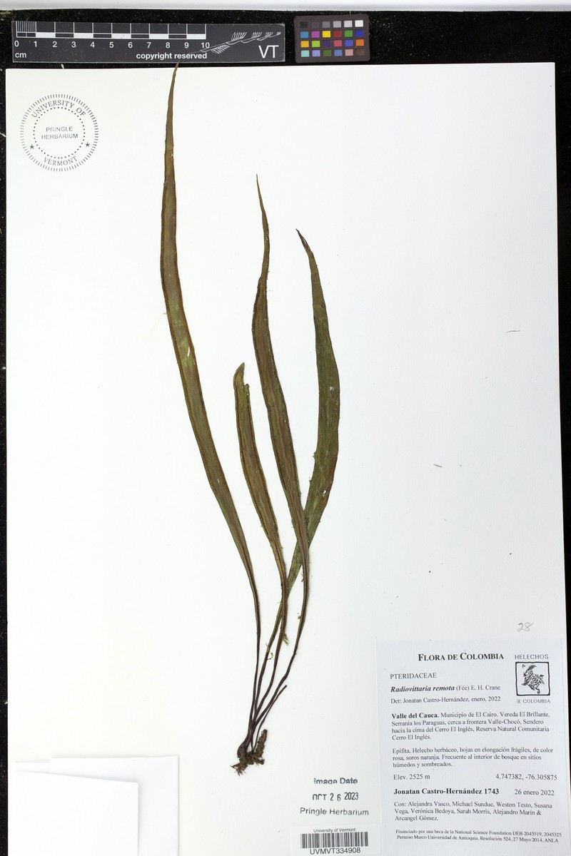 Purplestem Shoestring Fern photo 5