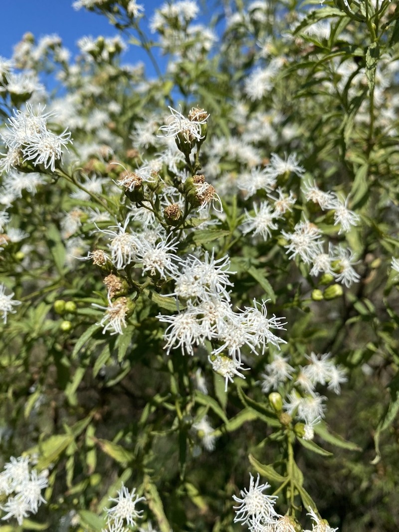 Radlkoferotoma berroi