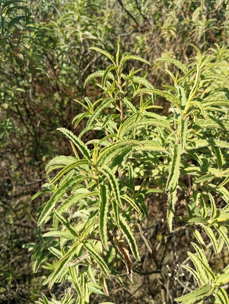 Radlkoferotoma berroi photo 3