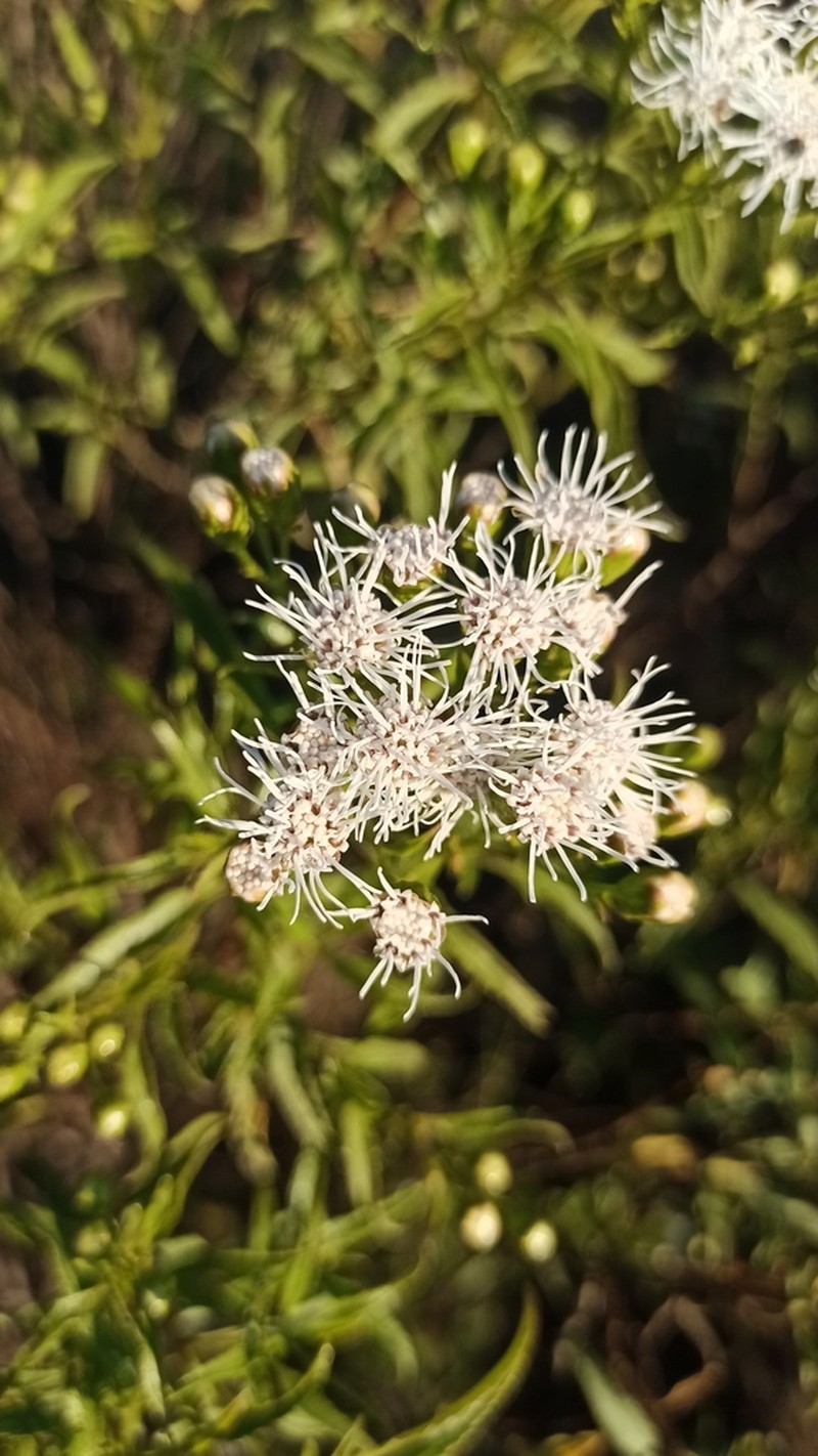 Radlkoferotoma berroi photo 4