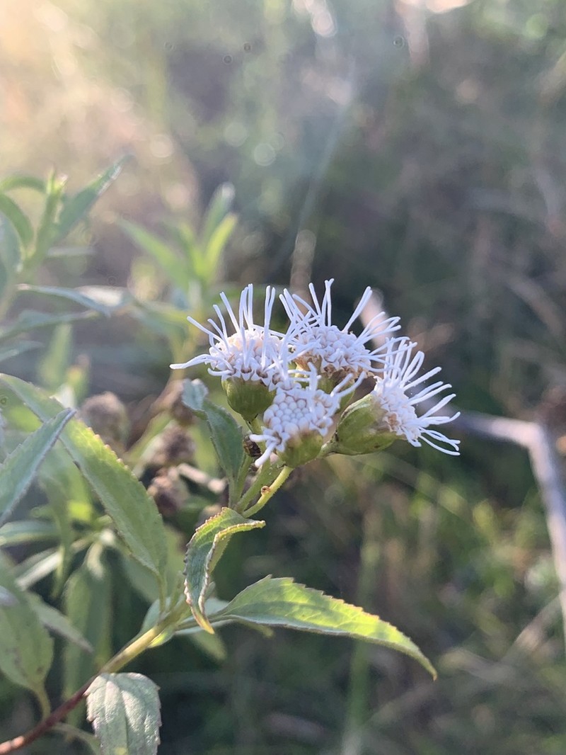 Radlkoferotoma berroi photo 5