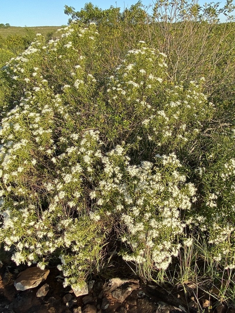 Radlkoferotoma berroi photo 6
