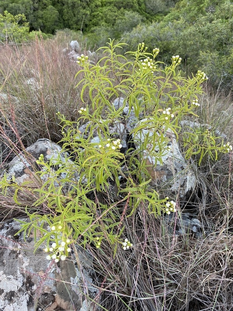 Radlkoferotoma berroi photo 7