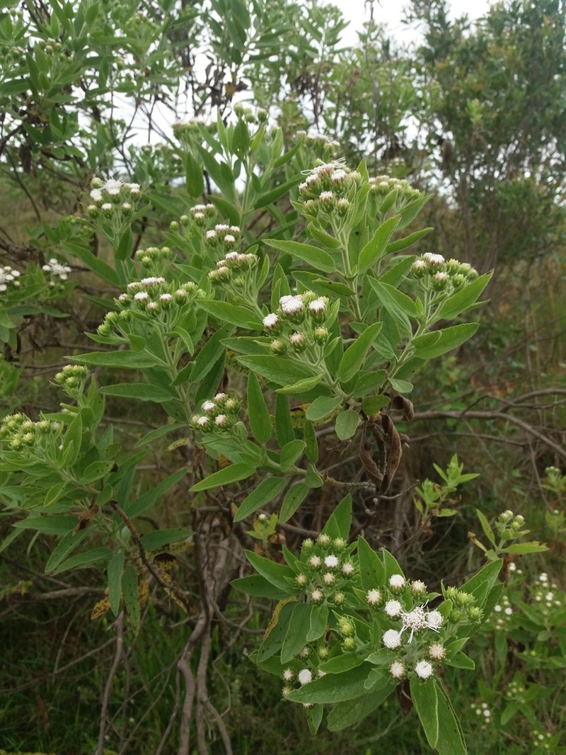 Radlkoferotoma cistifolium