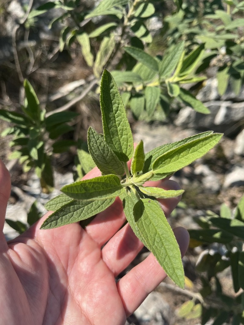 Radlkoferotoma cistifolium photo 2